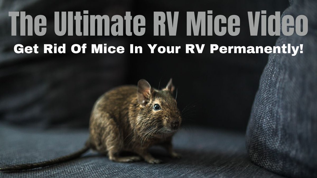 TheRVinspector's tweet photo. Mice are the scourge of many RVers. They love to use your RV as a shelter and home.

But mice can do great deals of major damage in a short period of time that will be very expensive to repair.

So this video explains all of the best methods I have learned over 5 years of full-time RV living to get rid of mice quickly and permanently - https://t.co/bvjraSr45F 
#rvtips #rvhacks