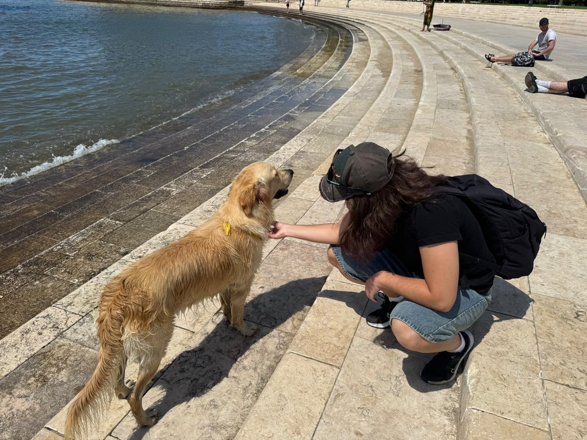 laaura_em's tweet photo. Yo cada vez que veo un perro: https://t.co/XEi4bWeJzk