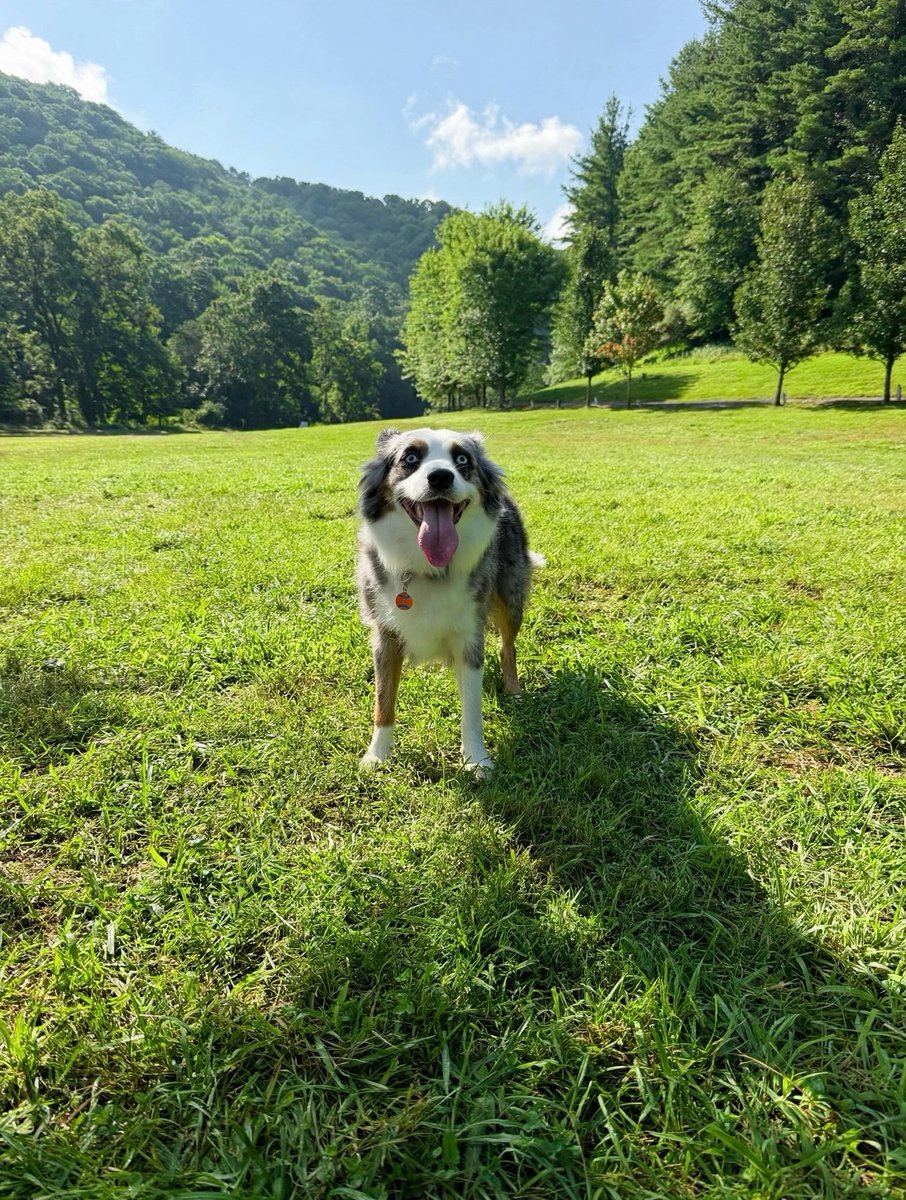allisonsanchezw's tweet photo. Monday metrics 
Tail velocity ↑ 
Serotonin ↑ 
Steps pending… 
We’re starting the week with a wag https://t.co/zGibszzJ8G