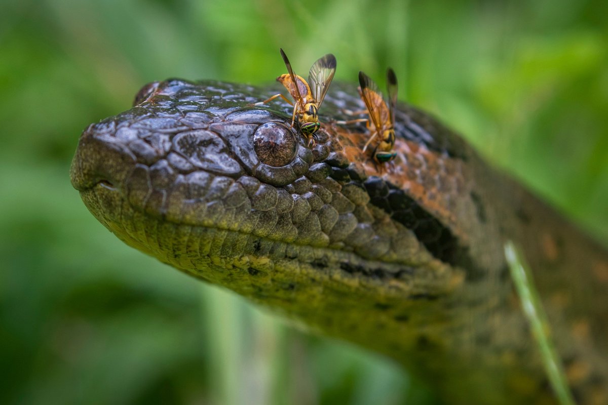 SouthApe's tweet photo. Anacondas just have the dumbest little squishy faces with those adorable little beady eyes, how can you not just love them.

Look at them. Not a thought in there. https://t.co/7BqFy0fZM8