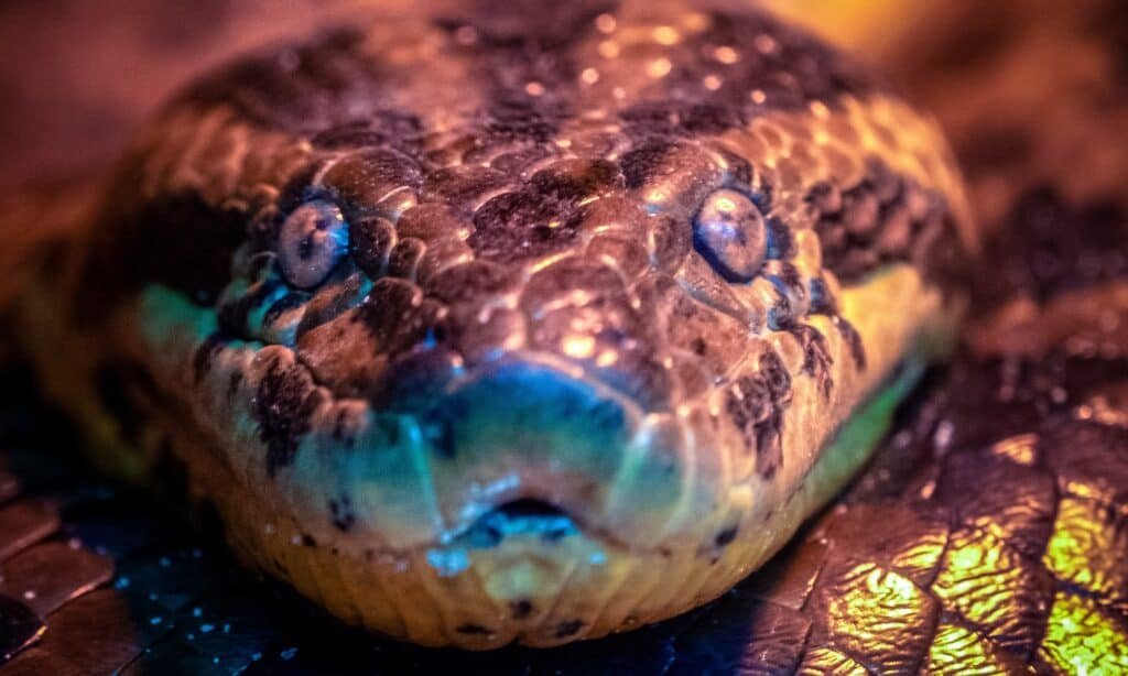 SouthApe's tweet photo. Anacondas just have the dumbest little squishy faces with those adorable little beady eyes, how can you not just love them.

Look at them. Not a thought in there. https://t.co/7BqFy0fZM8