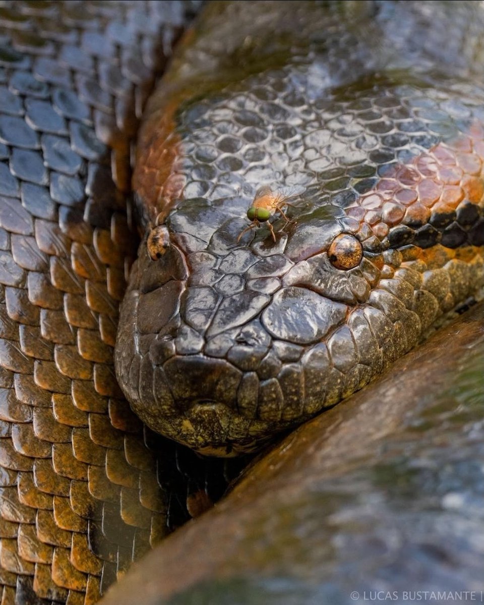 SouthApe's tweet photo. Anacondas just have the dumbest little squishy faces with those adorable little beady eyes, how can you not just love them.

Look at them. Not a thought in there. https://t.co/7BqFy0fZM8