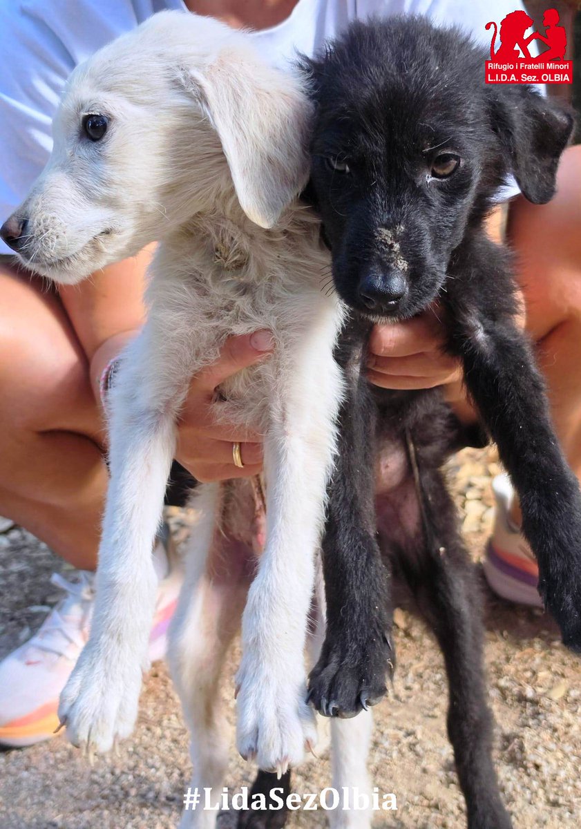 LidaSezOlbia's tweet photo. Olbia, 26.09.2026
Nero e Bianco. Due nomi semplici per due creature che, a soli 60 giorni di vita, hanno già conosciuto l'abisso. Sono stati trovati stamattina da due escursionisti tra i sentieri silenziosi delle nostre montagne. https://t.co/4VKGuv5vFN