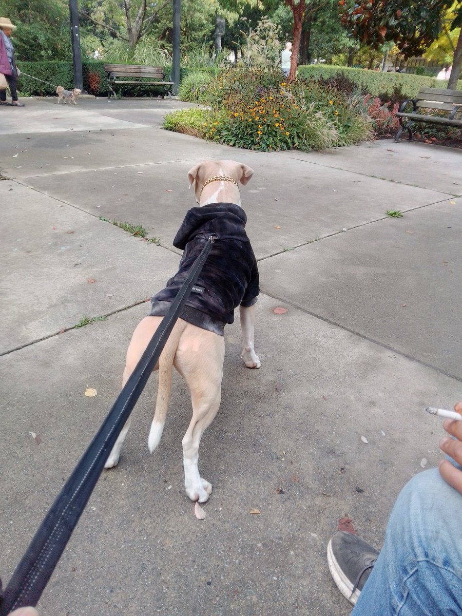 LebrockTony's tweet photo. 🐾Joey ShadeThrowing &amp; Doing The PittieStance!¡!🐾😆🤎😎🐕⭐🫰🤎
#pittrageous #shadethrowing #pitti
#staffiesaturday #staffylife #dogx
#dogpose #dogking #shadethrow https://t.co/IMGwdTAW3p