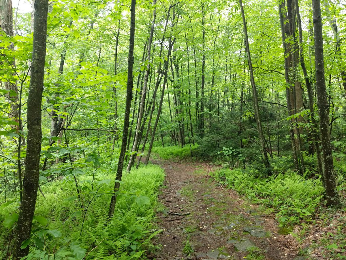 silez792829's tweet photo. The cool breeze blows through the forest at Ci'an Cave, onions and scallions sway gently, and Mu is taking a leisurely walk here. https://t.co/cpO7kyk7CZ
