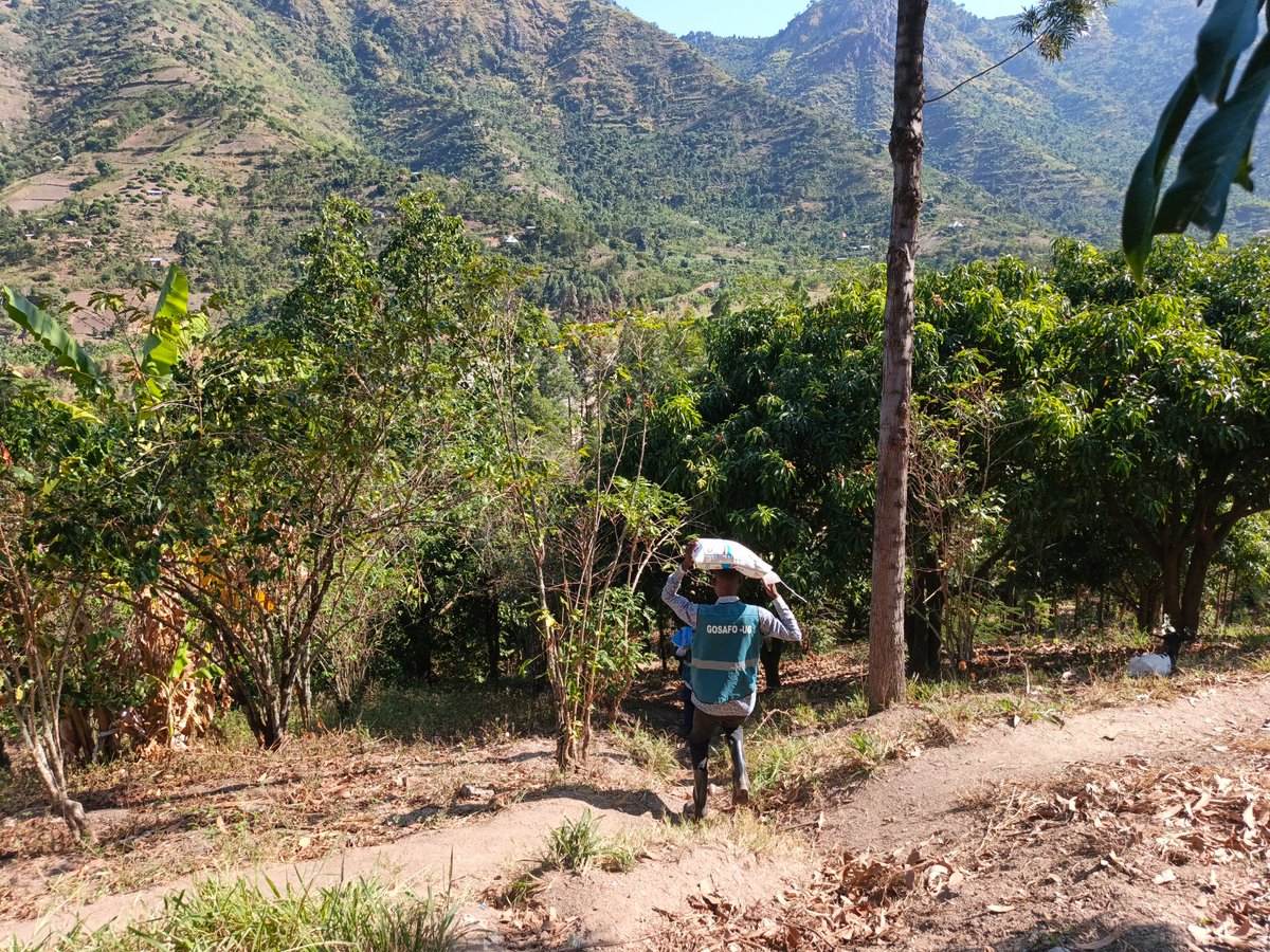 Gosafo_ug's tweet photo. "THE HILLS ARE STEEP, BUT THEIR HUNGER IS FAR DEEPER." 
Take a close look at these photos.

This isn't just a walk. This is a battle against gravity, heat, and exhaustion to keep children from sleeping hungry...
DAY TWO of our Emergency Food Distribution; to reach the families... https://t.co/W92NCyWjdq