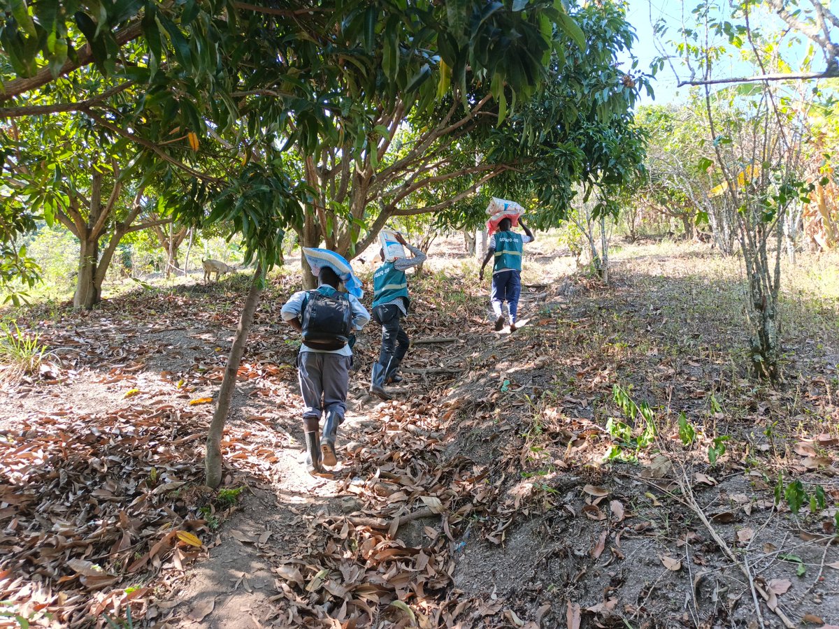 Gosafo_ug's tweet photo. "THE HILLS ARE STEEP, BUT THEIR HUNGER IS FAR DEEPER." 
Take a close look at these photos.

This isn't just a walk. This is a battle against gravity, heat, and exhaustion to keep children from sleeping hungry...
DAY TWO of our Emergency Food Distribution; to reach the families... https://t.co/W92NCyWjdq