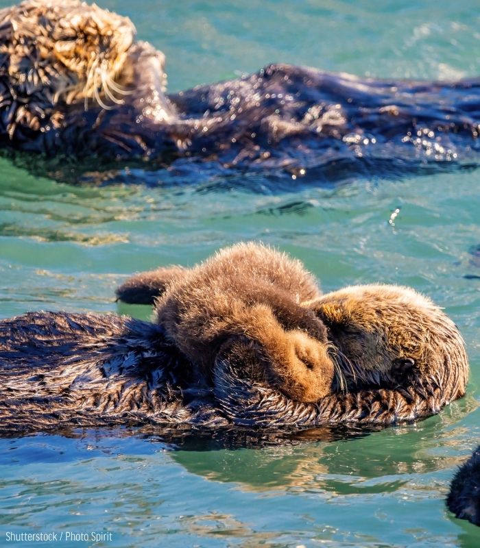 oceana's tweet photo. Sea otters are meant to be happy and healthy; not struggling and covered in oil. 🦦

Off California, where they play, eat, rest, &amp; raise their young, there are active oil rigs posing threats to the future of these animals.

Help us save sea otters: https://t.co/MpzOSk2fxC https://t.co/JLZMJSQ5oe