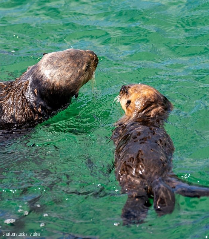 oceana's tweet photo. Sea otters are meant to be happy and healthy; not struggling and covered in oil. 🦦

Off California, where they play, eat, rest, &amp; raise their young, there are active oil rigs posing threats to the future of these animals.

Help us save sea otters: https://t.co/MpzOSk2fxC https://t.co/JLZMJSQ5oe