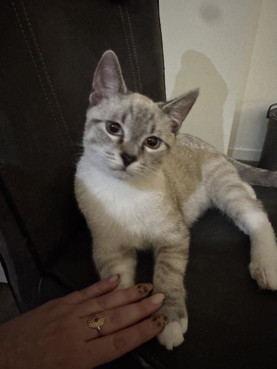 hottestrivalry's tweet photo. i'm at a party and there's a kitty so i guess i won't be moving all night https://t.co/tLYtBiugVe
