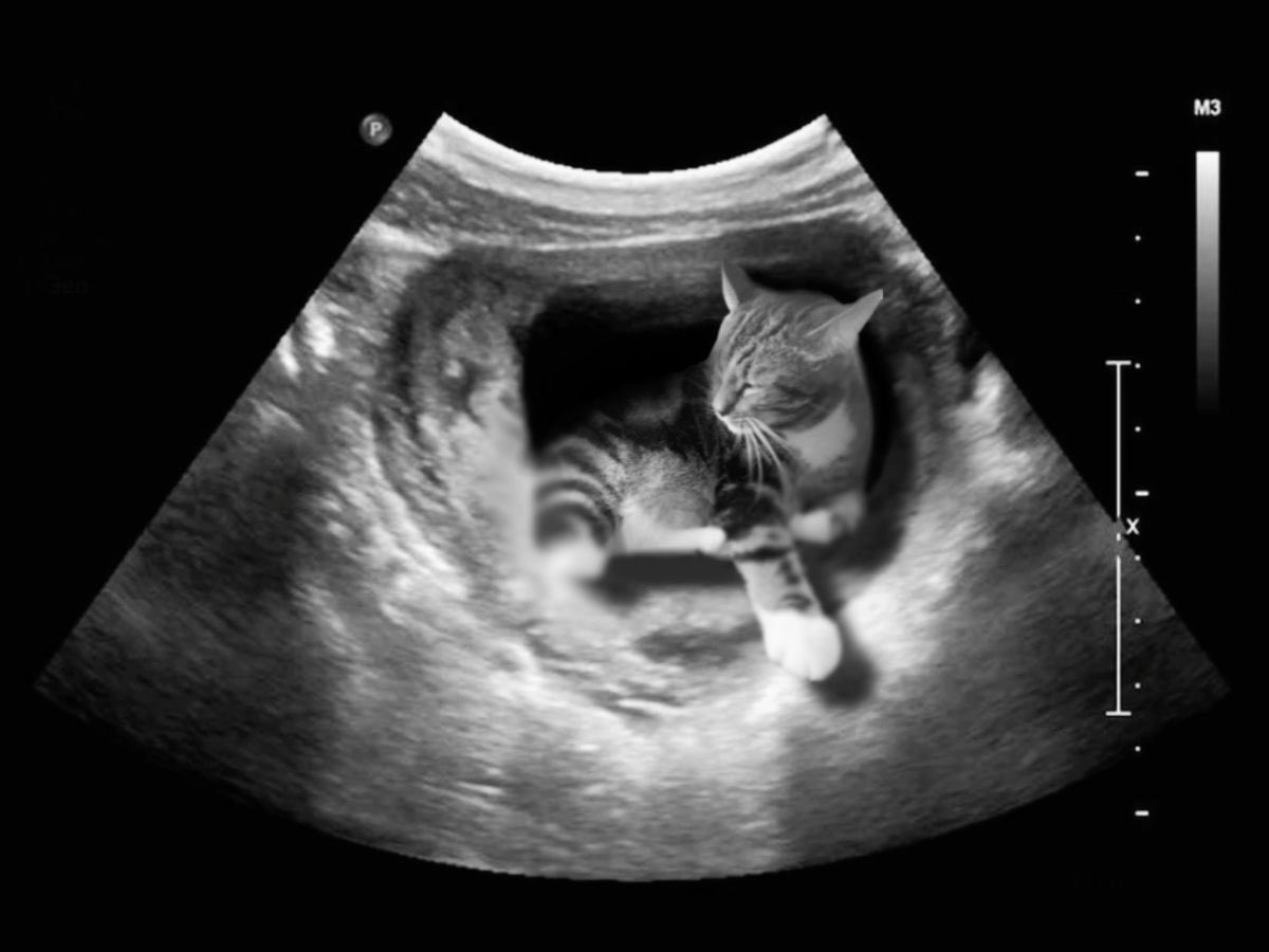 mand_ey's tweet photo. c’est moi qui ai mit au monde mon chat btw https://t.co/I97Utntoi2