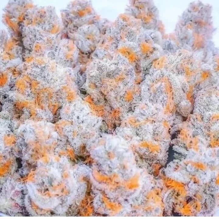 JennaJoy0brv's tweet photo. Don’t panic! Be Organic! #bloodtemplegasauto from @sofemgenetics 🤙🏼🌳🔥💨 https://t.co/K3PLiHfhTa
