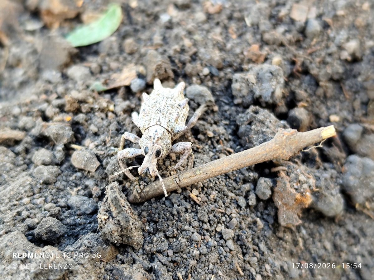 beetlerenzo's tweet photo. Gorgulho do gênero Rhigus mostrando as mandíbulas especialistas em matéria vegetal https://t.co/lZKSTPHYQ5