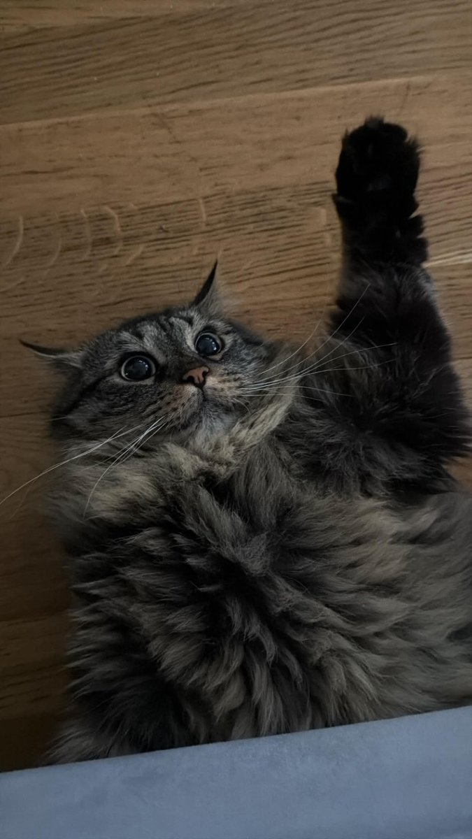zionek0's tweet photo. my cat lwk a nazi icl https://t.co/9PyDBahFSw