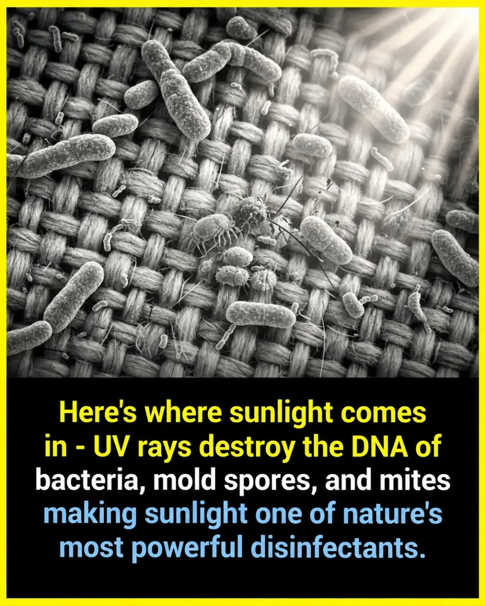 williamlopezhbl's tweet photo. Research shows that UV rays from sunlight can eliminate up to 90% of bacteria and dust mites in bedding. Weekly sun exposure may help reduce acne, improve sleep, and ease allergies—without chemicals. https://t.co/oxOYzLg6Yj