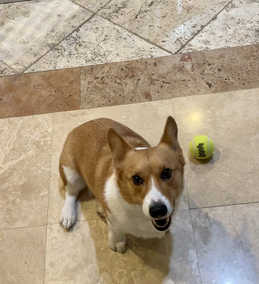 justjenniThings's tweet photo. Halooo from Toby!! https://t.co/N0LnkZt9wB