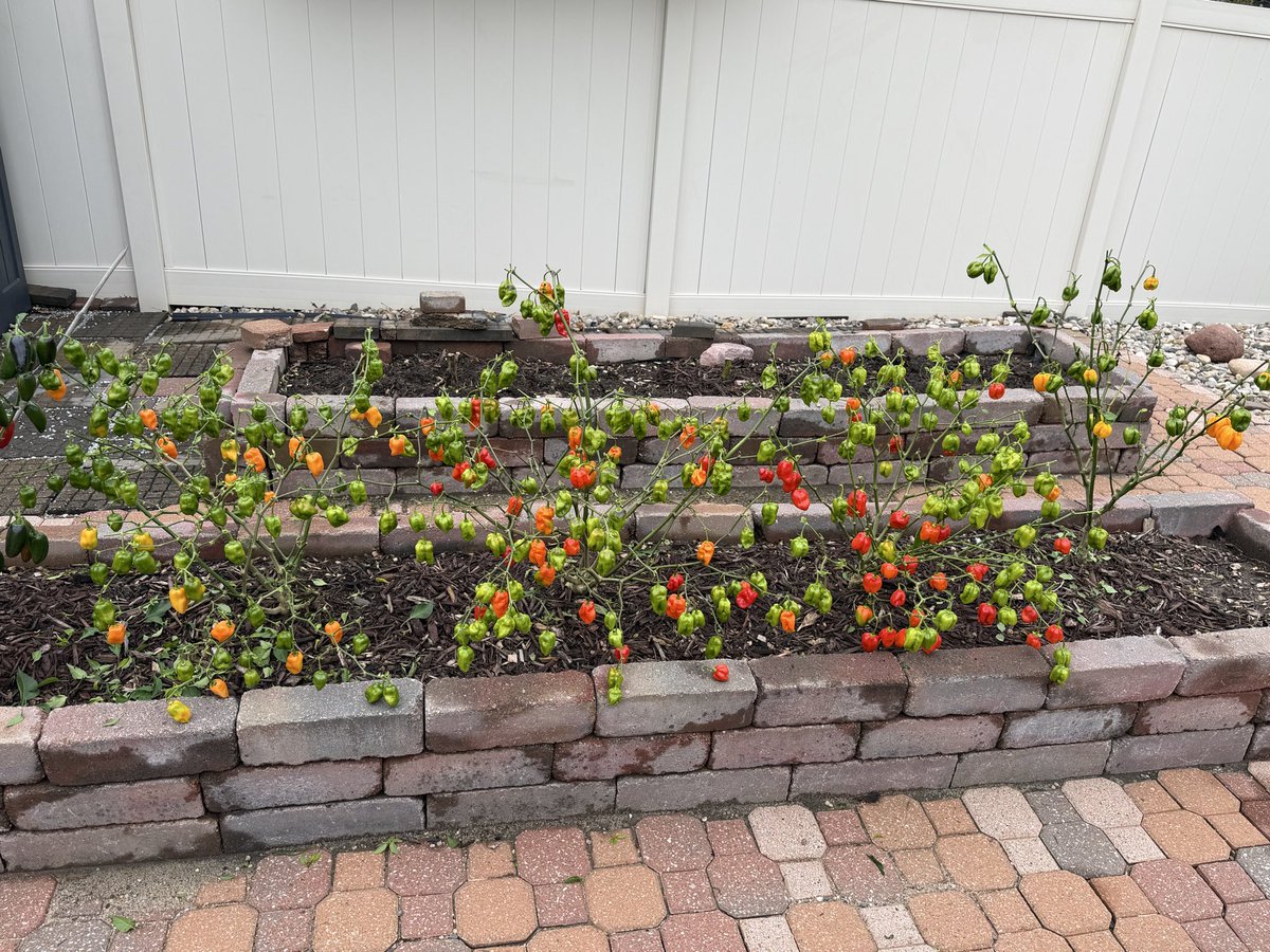PhillipsHabaner's tweet photo. So at the end of the growing season I strip all the leaves off the plants in order for the plant to push all its energy to the peppers 🌶️🌶️🌶️ https://t.co/yr7gBBoTW3
