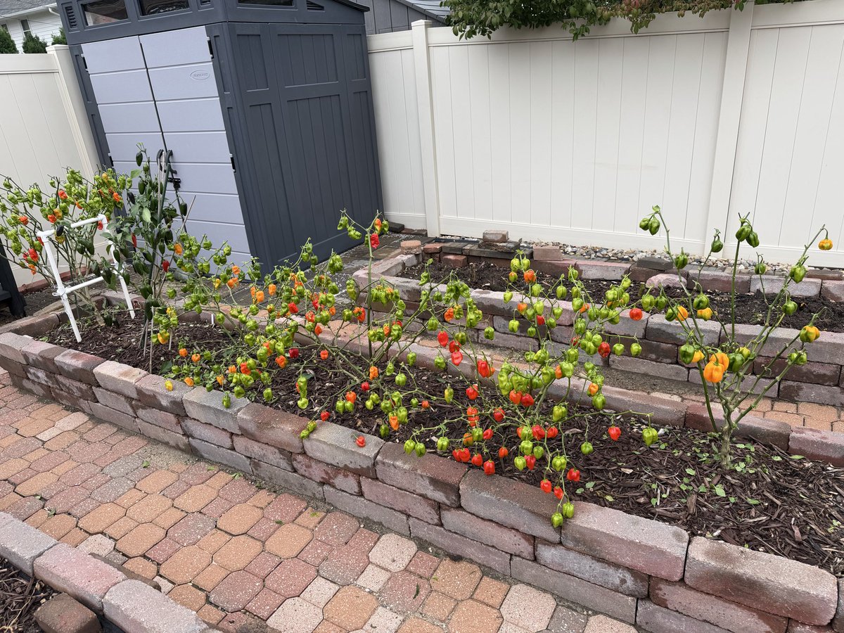 PhillipsHabaner's tweet photo. So at the end of the growing season I strip all the leaves off the plants in order for the plant to push all its energy to the peppers 🌶️🌶️🌶️ https://t.co/yr7gBBoTW3