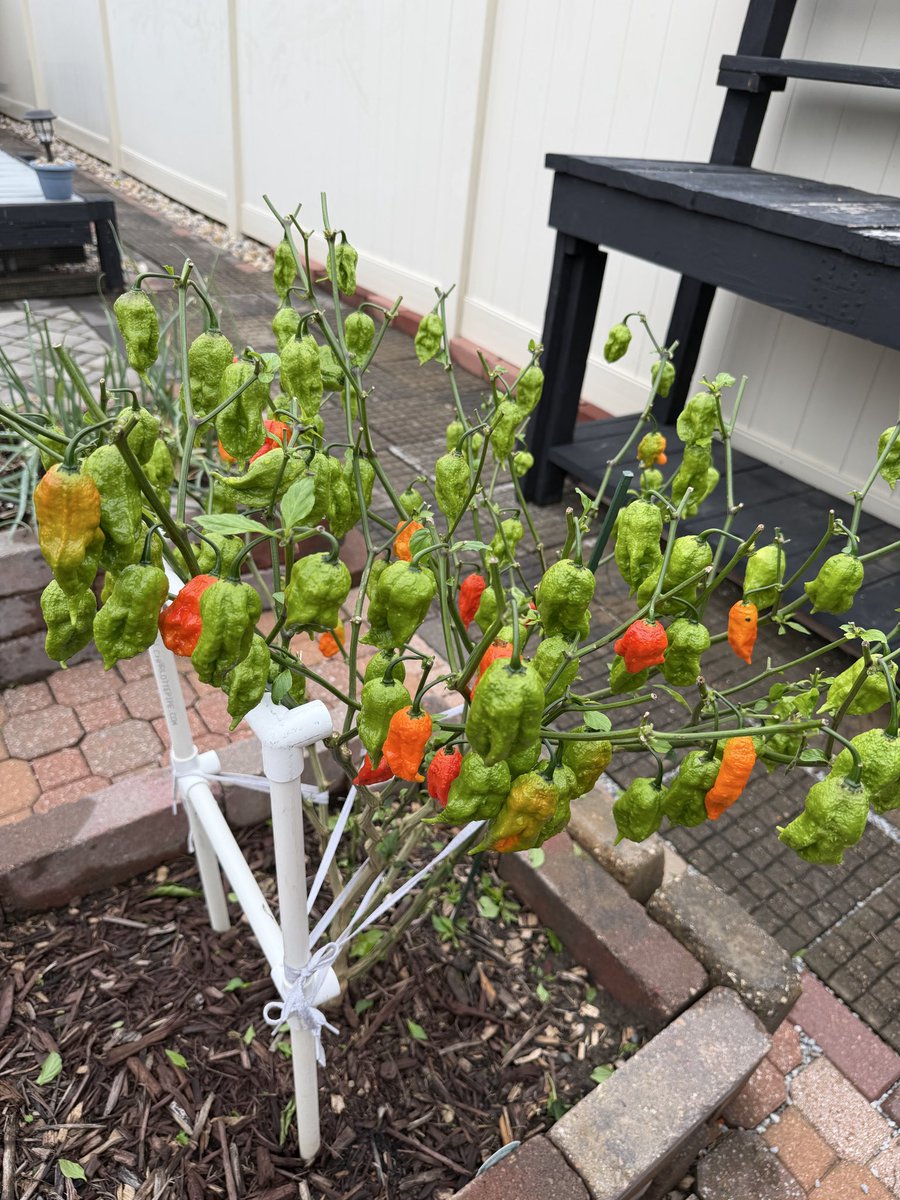 PhillipsHabaner's tweet photo. So at the end of the growing season I strip all the leaves off the plants in order for the plant to push all its energy to the peppers 🌶️🌶️🌶️ https://t.co/yr7gBBoTW3