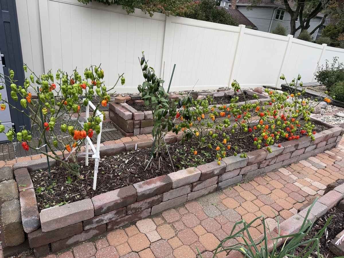 PhillipsHabaner's tweet photo. So at the end of the growing season I strip all the leaves off the plants in order for the plant to push all its energy to the peppers 🌶️🌶️🌶️ https://t.co/yr7gBBoTW3