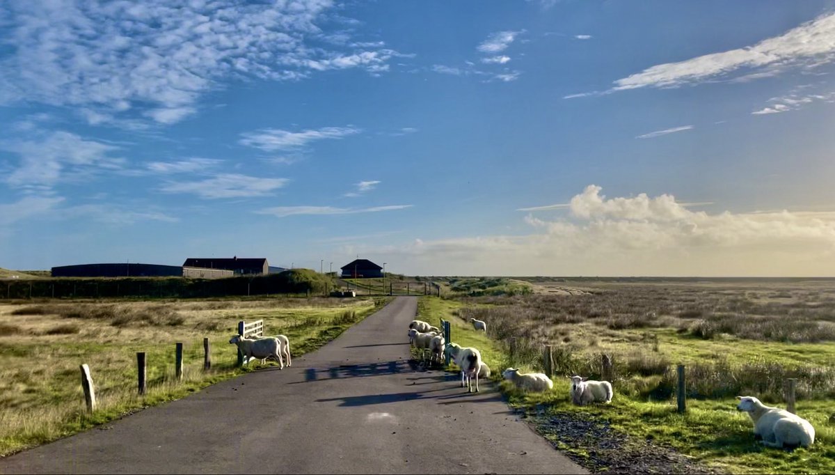 ujutakon's tweet photo. Sylt, Ellenbogen https://t.co/RNcVZ3QuDc
