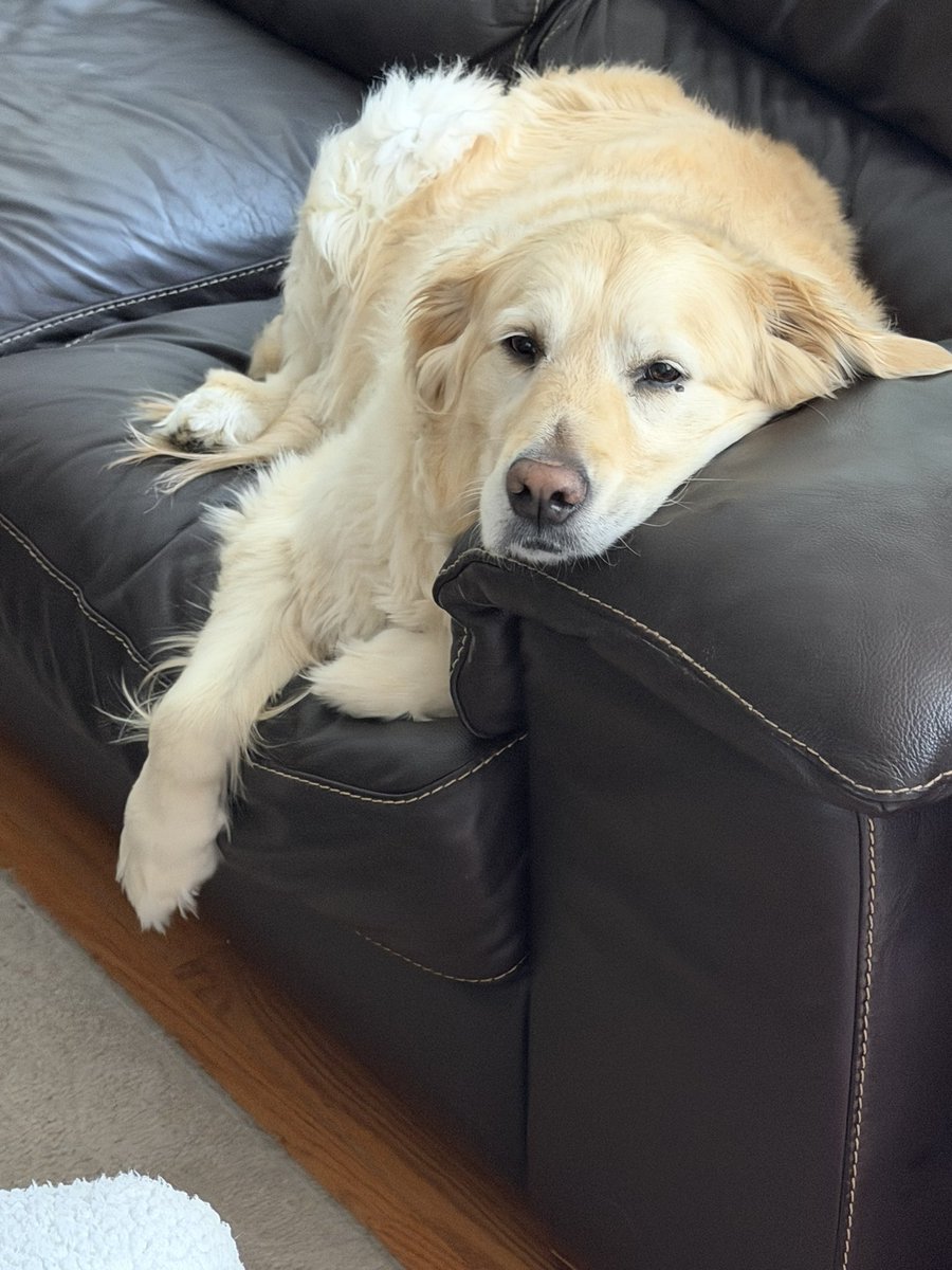 Gio4Cardiac11's tweet photo. @PRTrombetta1 I know my Golden Retriever would get a harness so I couldn’t leave the house without her https://t.co/3KGWlA4wJr