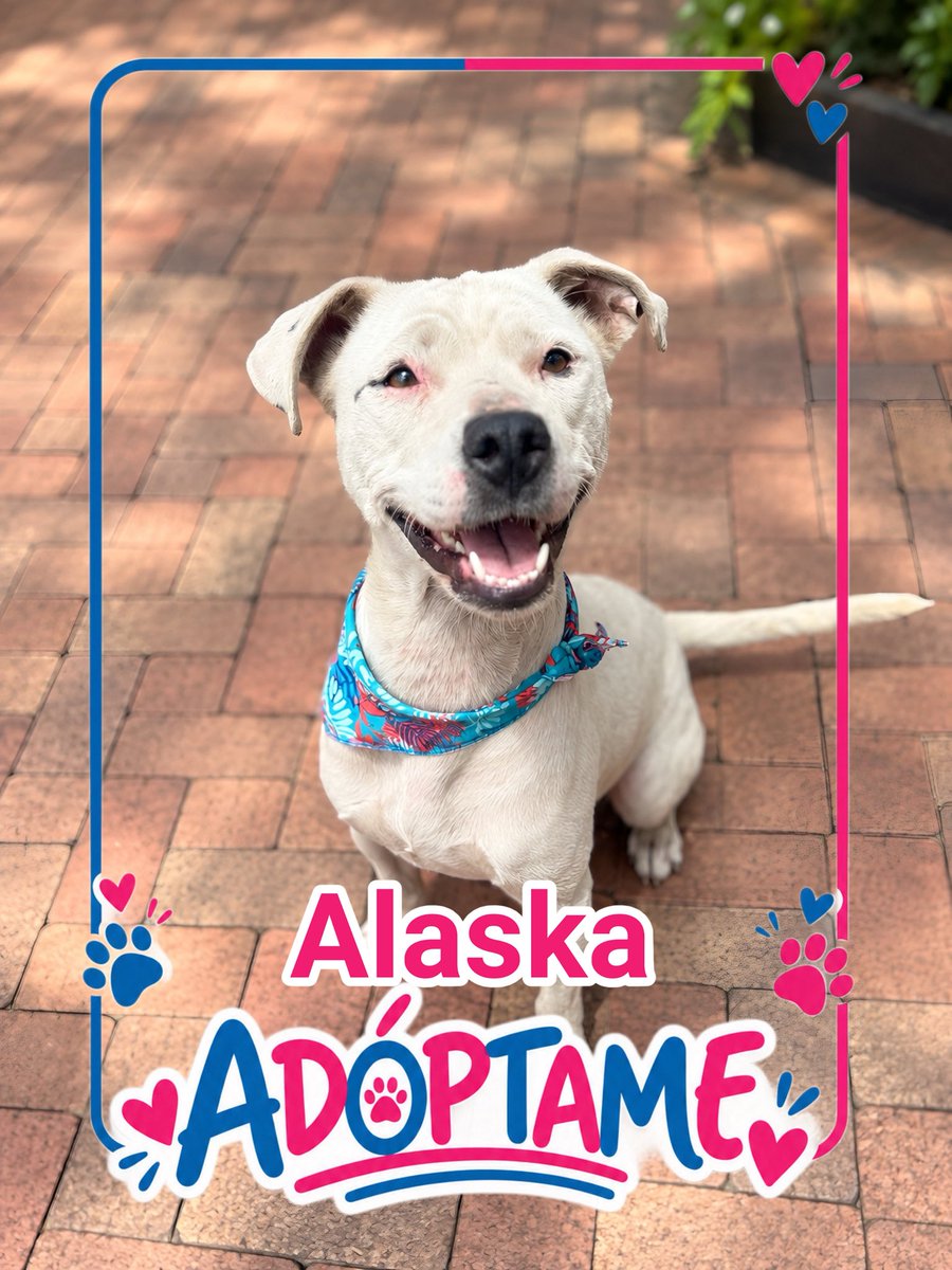 AsociacionMi's tweet photo. Alaska busca el amor de su vida, es una perrita noble, amorosa, juiciosa, esterilizada, vacunada, si quieres darle una oportunidad de vida, por favor escríbenos al WhatsApp 
📲 3118009018 🩷🩷🤍🤍 https://t.co/R8pmAEVEWj