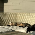 Photo by Hilda the wonder cat🌻🐈‍⬛ (@SarahJ_Thomson)
