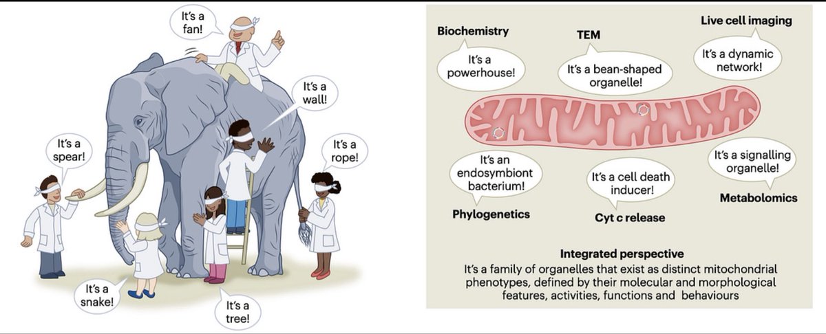 MitoPsychoBio's tweet photo. If you ever encounter a fanatic mitochondriac trying to convince you that mitochondria are the powerhouse of the cell and the most fascinating element of your body—don’t be fooled. 

Mitochondria are way more than powerhouses… 

Diffuse their delusion: https://t.co/aBpYCzptwE https://t.co/Gbwoz80duN