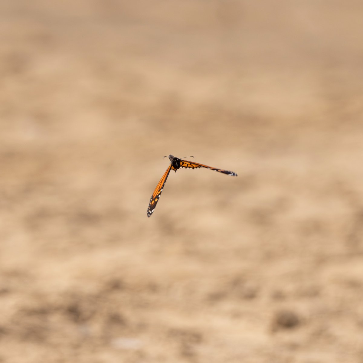 zoemitchell1hxp's tweet photo. A graceful monarch butterfly captured mid-flight against a soft, sunlit background. Known for their remarkable, multigenerational migrations across North America, these iconic insects are a true wonder of nature. https://t.co/W9tAf38pD9
