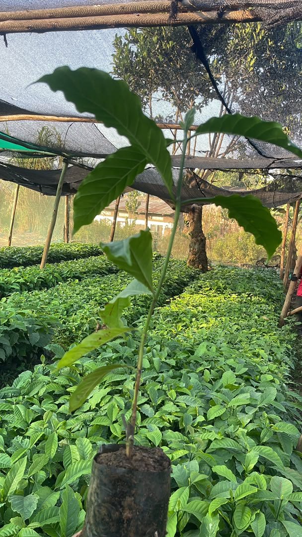 g_namurinda's tweet photo. Planting Season has started 
#coffee #AgricultureNews #quality https://t.co/GXnxUxwTo6