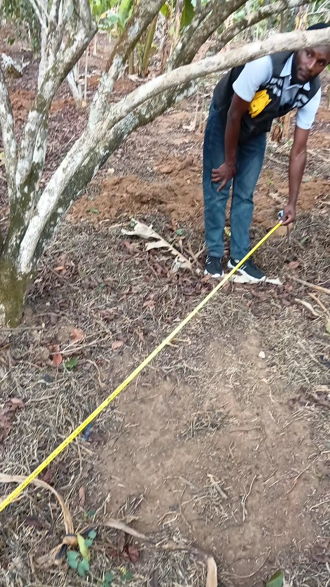 g_namurinda's tweet photo. Planting Season has started 
#coffee #AgricultureNews #quality https://t.co/GXnxUxwTo6
