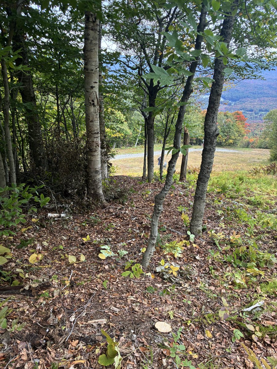 SkiMagicVT's tweet photo. Some glade clearing work today! https://t.co/uNRZCL38V9