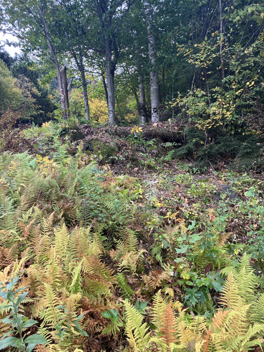 SkiMagicVT's tweet photo. Some glade clearing work today! https://t.co/uNRZCL38V9