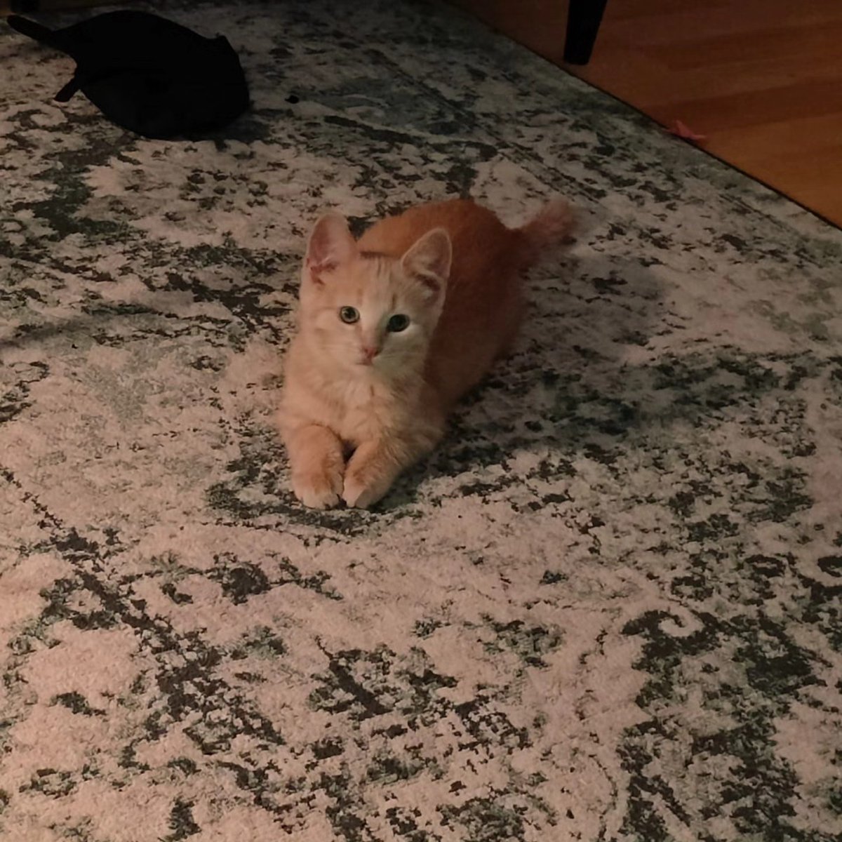 violetnelson25k's tweet photo. Hi! I’m Lilo, and this is my very own account so I don’t spam my humans’ Instagram with myself. I’m a 15-week-old little lady. I love romping around and playing shop with the humans’ toddler, often working evening shifts and doing inventory. https://t.co/hGHzgBSNQz