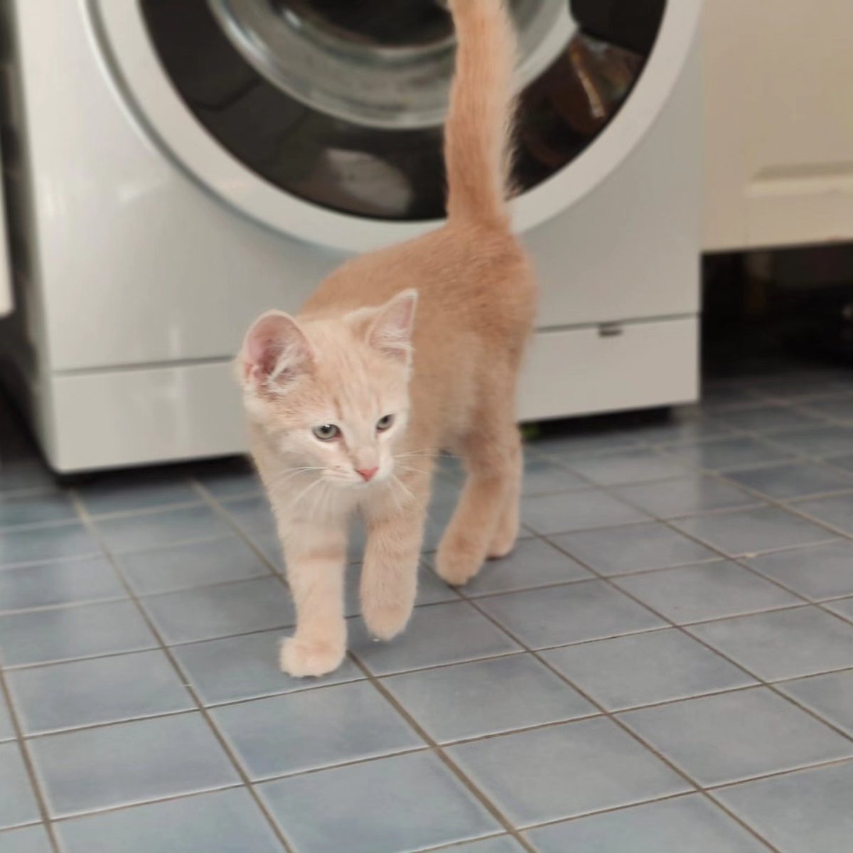 violetnelson25k's tweet photo. Hi! I’m Lilo, and this is my very own account so I don’t spam my humans’ Instagram with myself. I’m a 15-week-old little lady. I love romping around and playing shop with the humans’ toddler, often working evening shifts and doing inventory. https://t.co/hGHzgBSNQz