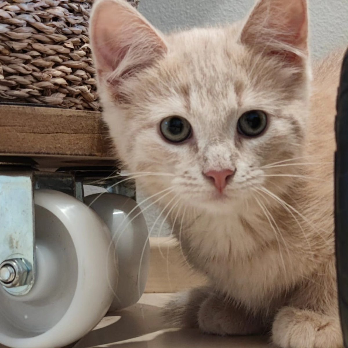 violetnelson25k's tweet photo. Hi! I’m Lilo, and this is my very own account so I don’t spam my humans’ Instagram with myself. I’m a 15-week-old little lady. I love romping around and playing shop with the humans’ toddler, often working evening shifts and doing inventory. https://t.co/hGHzgBSNQz