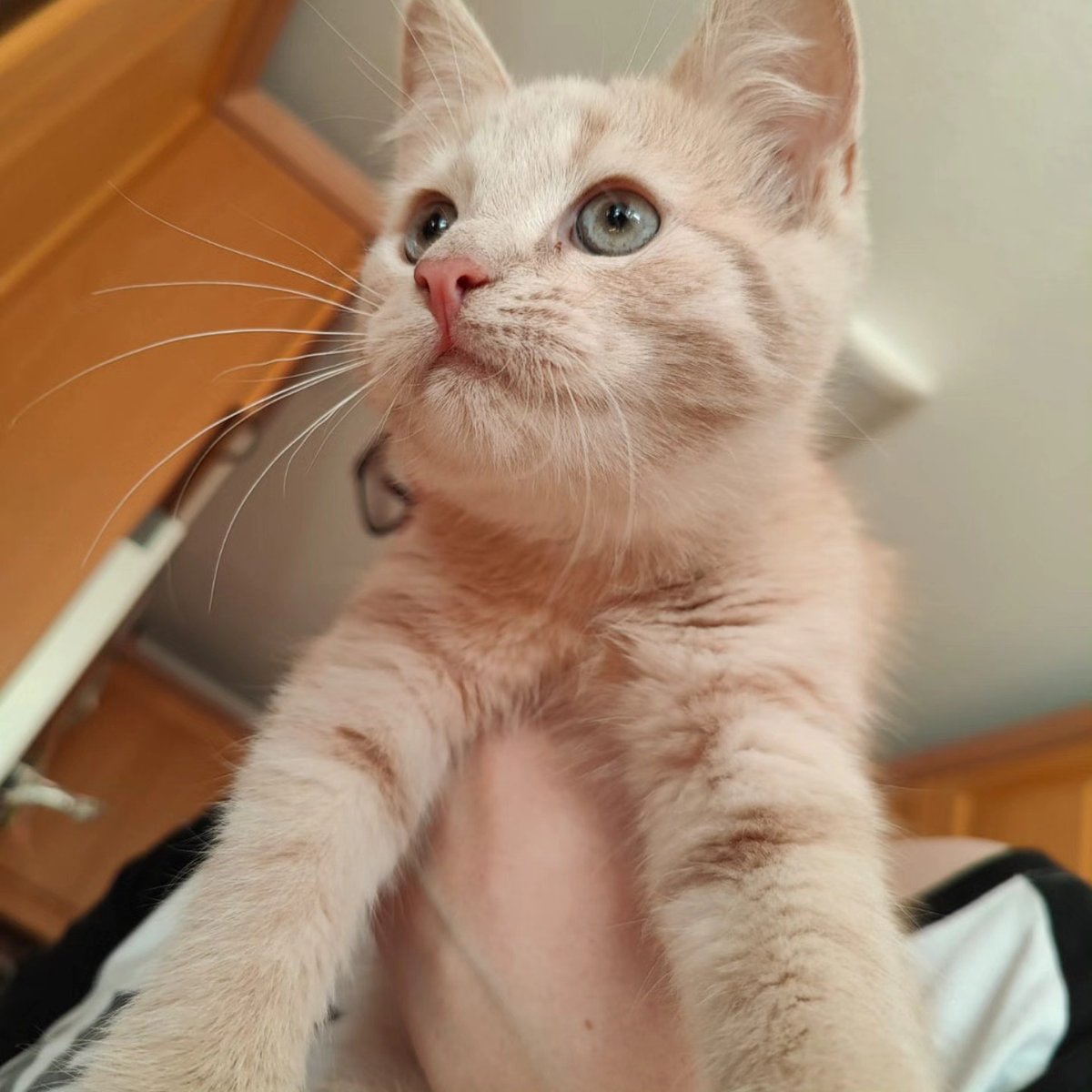 violetnelson25k's tweet photo. Hi! I’m Lilo, and this is my very own account so I don’t spam my humans’ Instagram with myself. I’m a 15-week-old little lady. I love romping around and playing shop with the humans’ toddler, often working evening shifts and doing inventory. https://t.co/hGHzgBSNQz