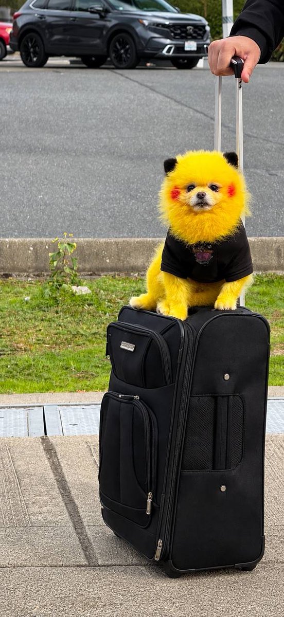 Zaza_Pikachu's tweet photo. My $ZAZA bags are packed… are yours? 🧳⚡️

Next stop: the Pokémoon! 🚀🌕 https://t.co/dHQx5NXbPx