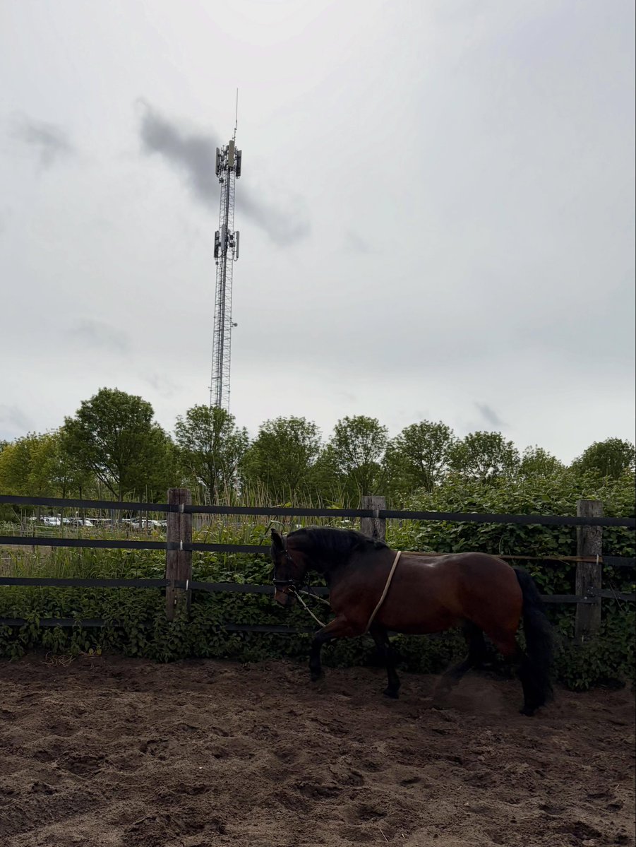 brooklynhellyq's tweet photo. Lucky to have you

As energetic as Bar can be, he’s being so patient with me right now. Bar is on a “grooming vacation, ” with the occasional lunging session. I always take extra time to reinforce the basics with my horses, including lunging. Bar https://t.co/A3mXGdl3jv
