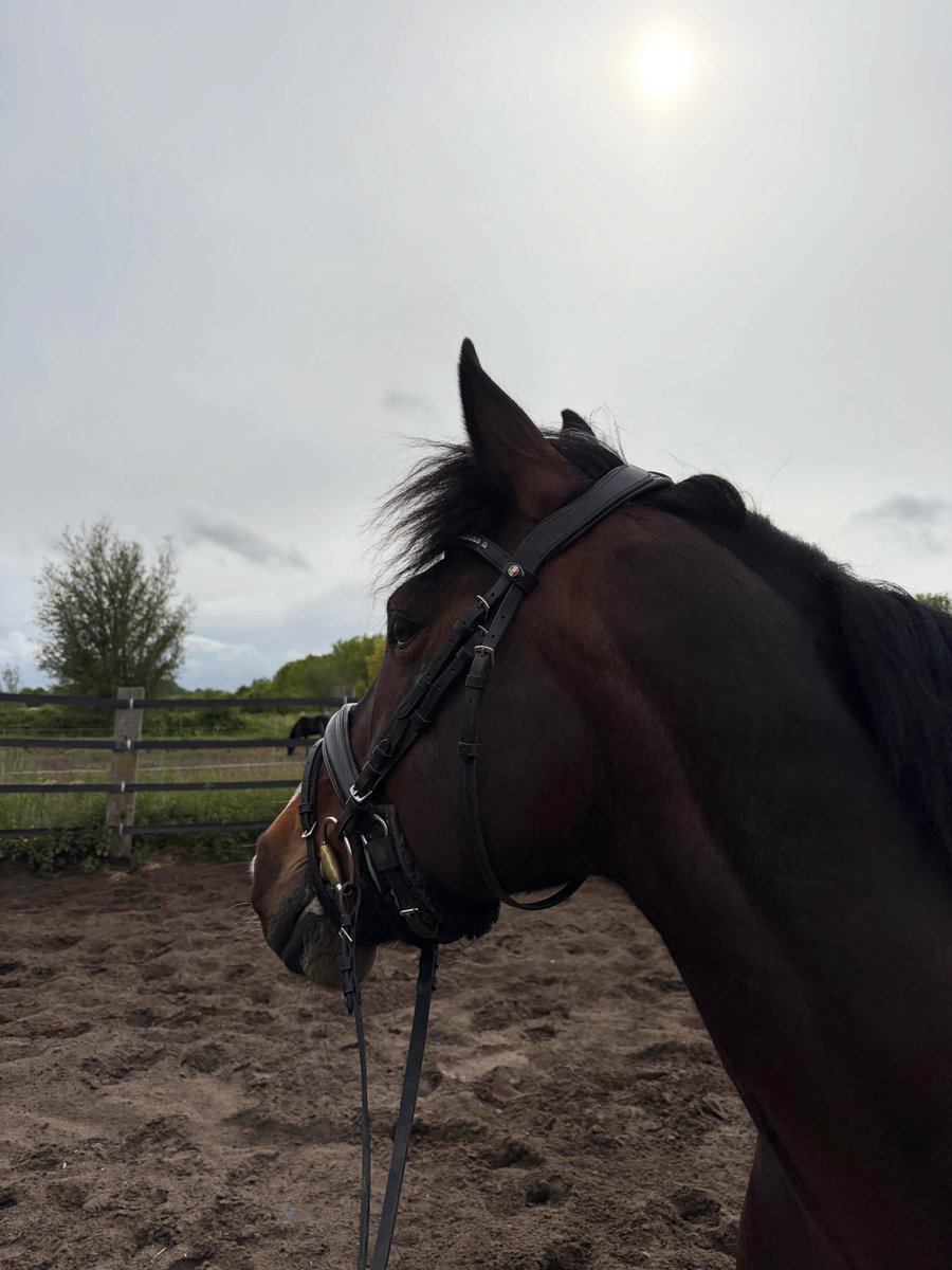 brooklynhellyq's tweet photo. Lucky to have you

As energetic as Bar can be, he’s being so patient with me right now. Bar is on a “grooming vacation, ” with the occasional lunging session. I always take extra time to reinforce the basics with my horses, including lunging. Bar https://t.co/A3mXGdl3jv