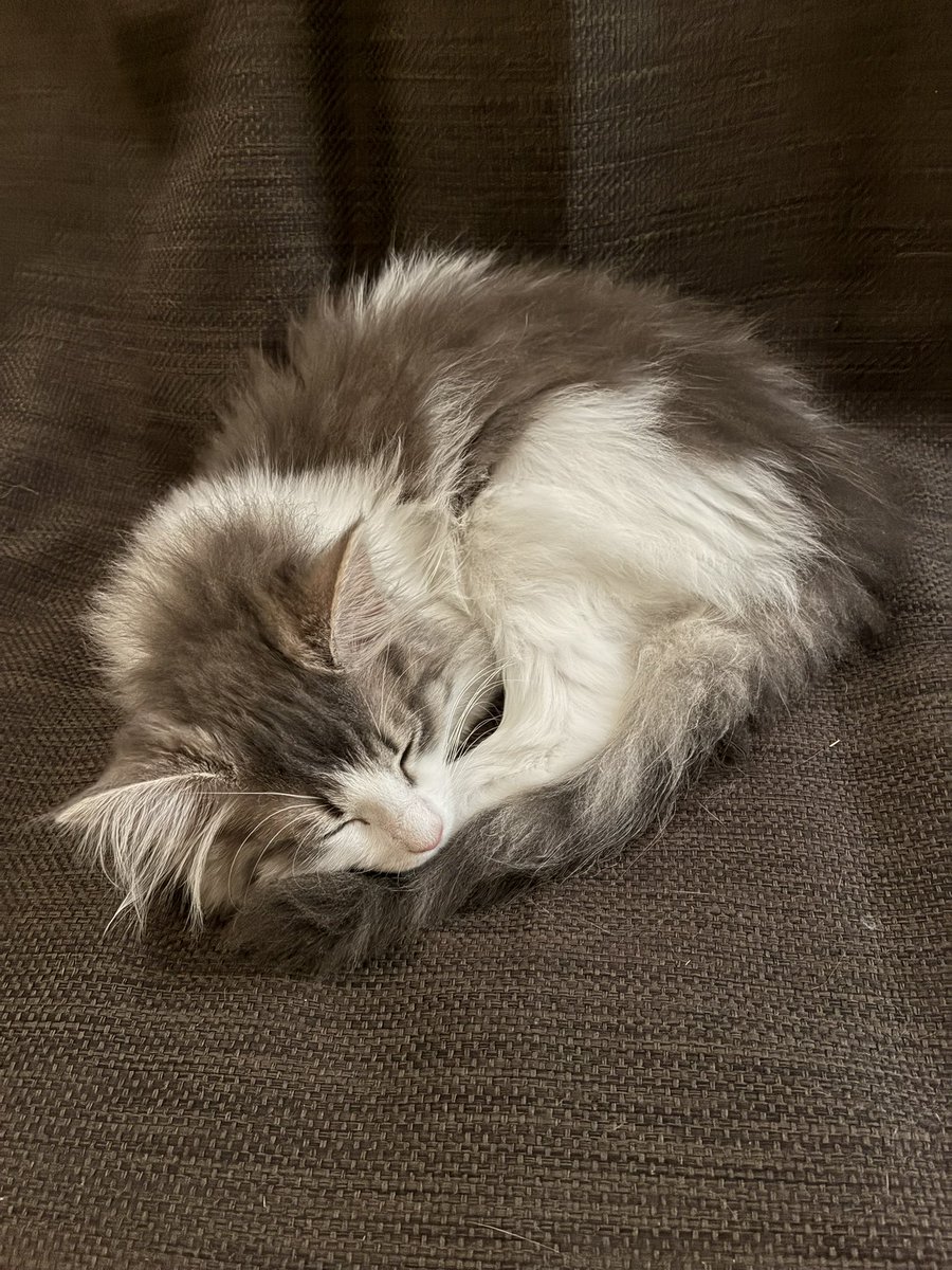 ubaneco's tweet photo. @yuji_fooddelip 僕の可愛い猫を見て https://t.co/CvMivvYniu