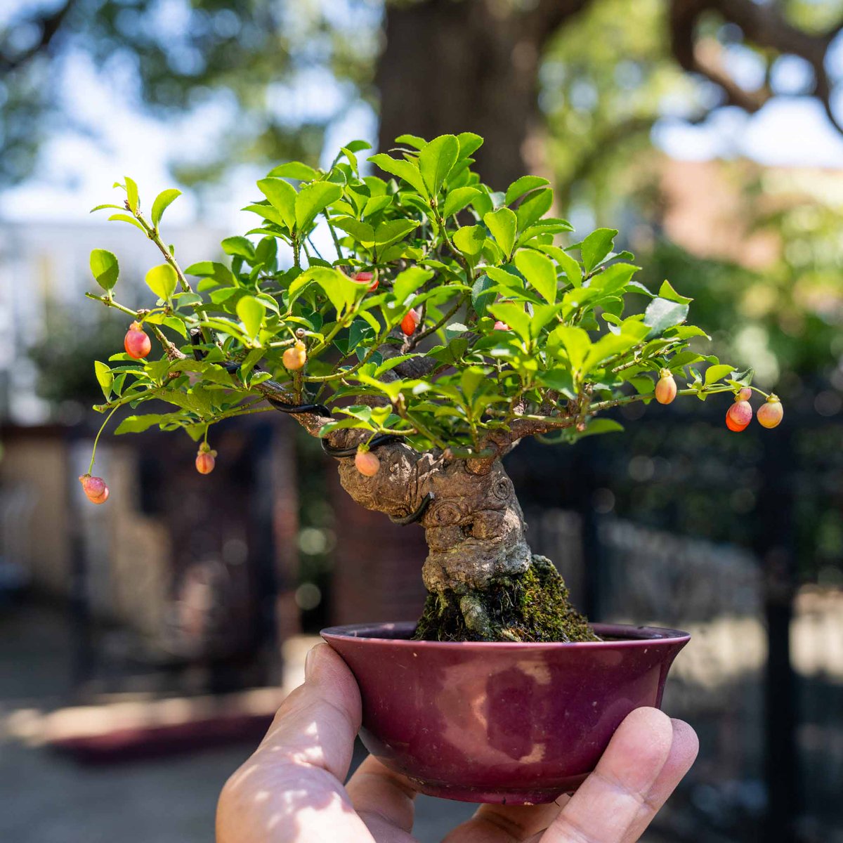 ComKusunoki's tweet photo. 9/下旬のコマユミです。
可愛い実が順調に色づいてきました🍒
去年はそれはもう見事な紅葉を見せてくれたので、今年もこの実と一緒に真っ赤に染まってくれることを今から心待ちにしています🍁
実が熟し、爆ぜ、そして葉が赤く染まる…これからのコマユミの変化は、秋の盆栽の醍醐味そのものですよね。 https://t.co/z8to0x9hWs
