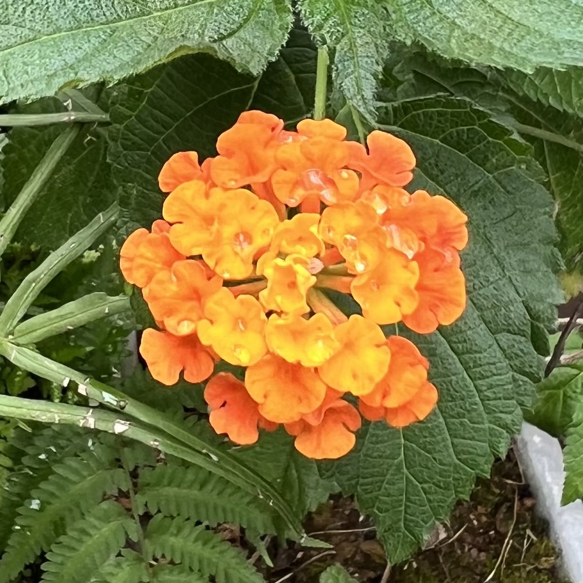 DeepBlueSky1126's tweet photo. Sunday, Sep 27 2026
Good morning (⁎ᵕᴗᵕ⁎)
Have a wonderful day filled with smiles ✨
Today will surely be a good day🍀
おはようございます( ⁎ᵕᴗᵕ⁎ )
笑顔で素晴らしい1日を✨
#今日はきっといい日になる🍀
#今日もきっといい日になる🌹 https://t.co/0uUihhYsLJ