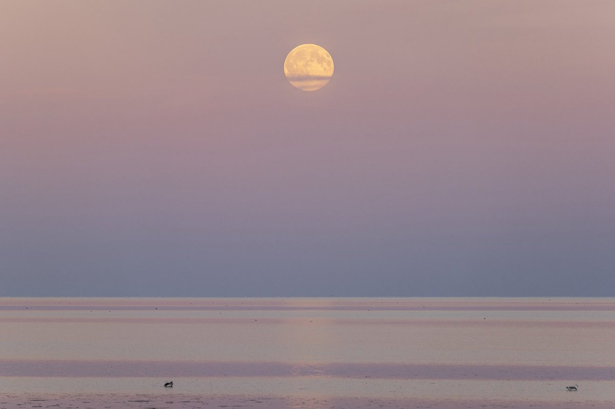 mariekeNFT's tweet photo. Find me here ❤️🌕 https://t.co/MYohb5jZK0