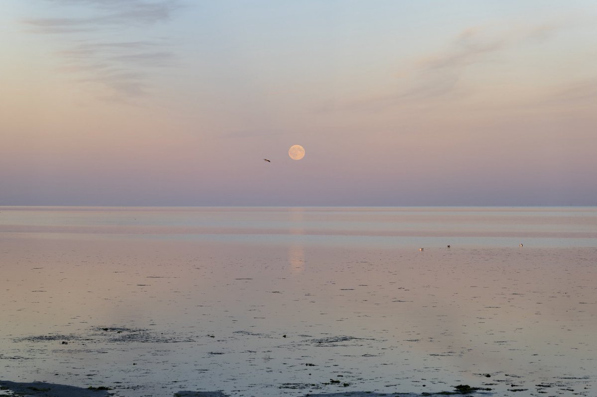 mariekeNFT's tweet photo. Find me here ❤️🌕 https://t.co/MYohb5jZK0