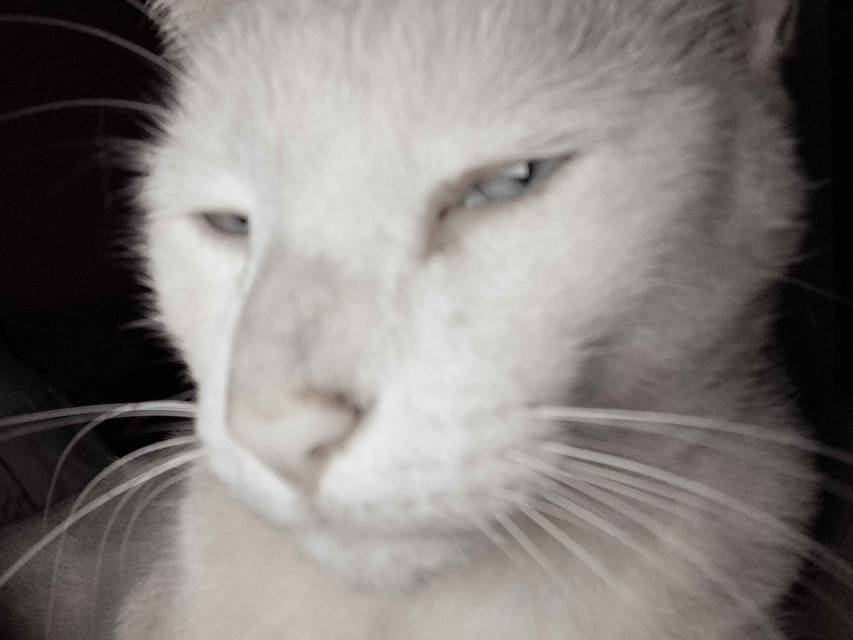 wxeqewa's tweet photo. quem mogga mais o gato de isa ou o meu gato

digite nos comentários https://t.co/qaO9AIOZEi