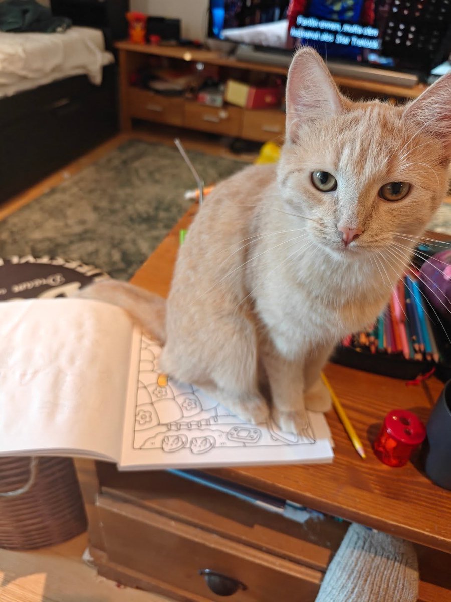 violetnelson25k's tweet photo. So they chose to color cat pictures even though the real thing was right in front of them. https://t.co/bFsy7km4Dm