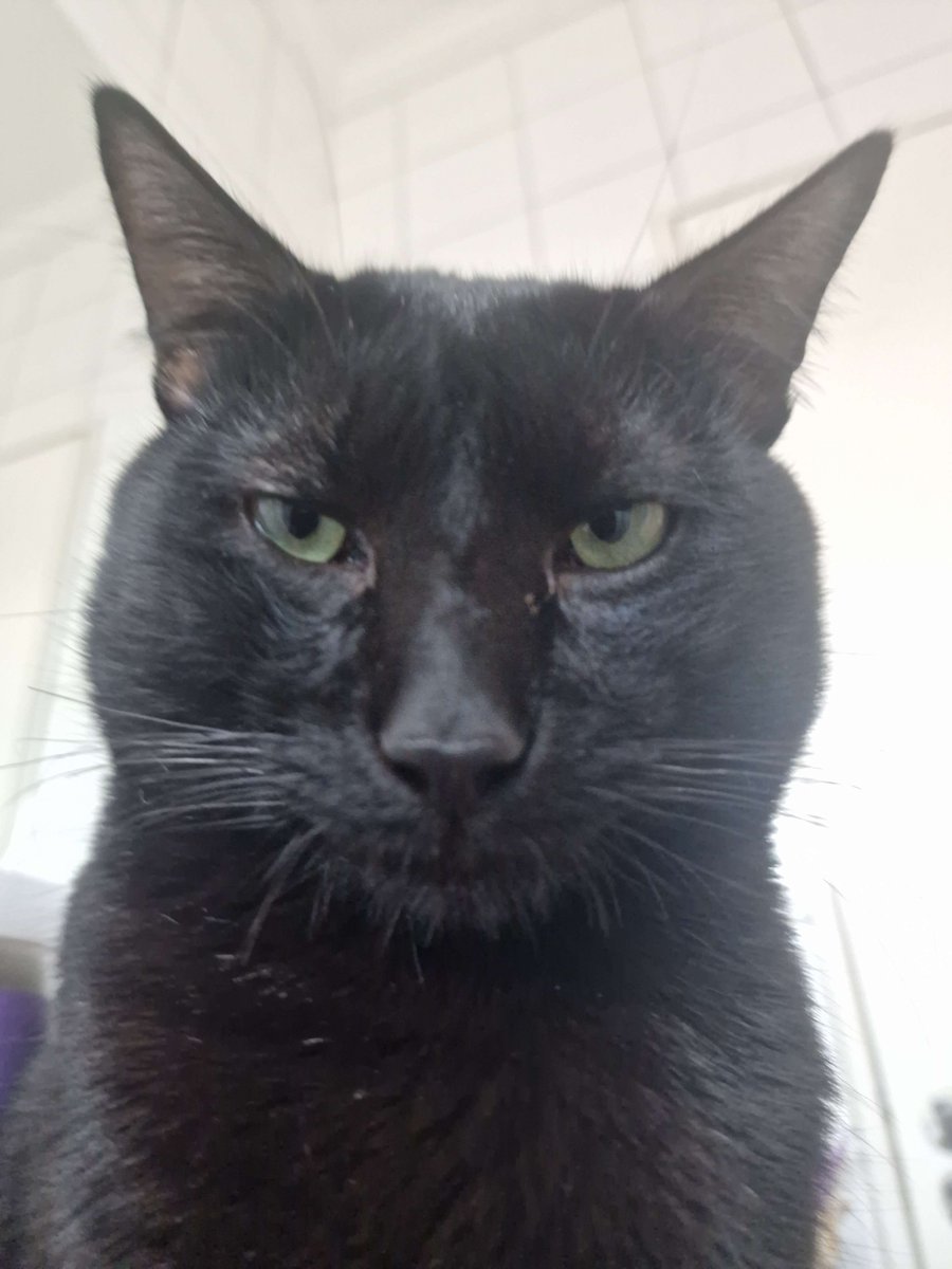 wxeqewa's tweet photo. quem mogga mais o gato de isa ou o meu gato

digite nos comentários https://t.co/qaO9AIOZEi