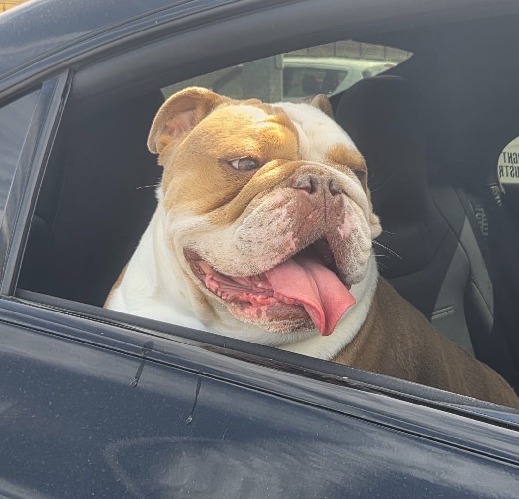 MaxxDoggSWFC's tweet photo. Chilling in the car, yes I hog the whole back seat….🚕

Give me a follow, like and comment 🐾

#swfc
#sheffieldwednesday
#sheffield
#englishbulldog
#englishbulldoglover https://t.co/HDg09TgTBV